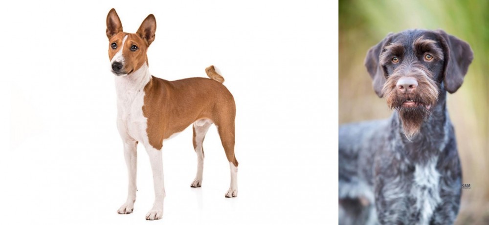 German Wirehaired Pointer vs Basenji - Breed Comparison