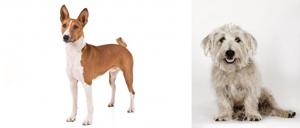 Glen of Imaal Terrier vs Basenji - Breed Comparison