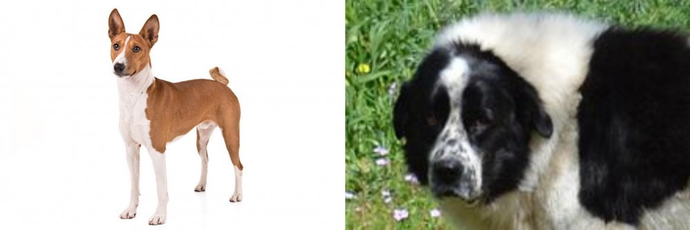 Greek Sheepdog vs Basenji - Breed Comparison