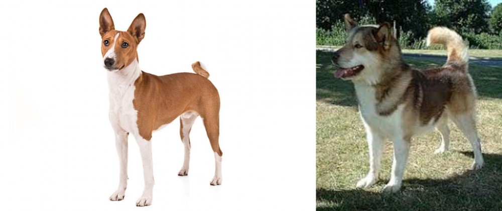 Greenland Dog vs Basenji - Breed Comparison
