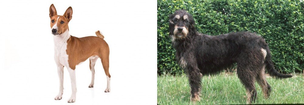 Griffon Nivernais vs Basenji - Breed Comparison