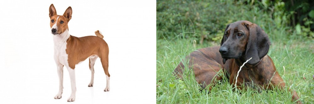 Hanover Hound vs Basenji - Breed Comparison