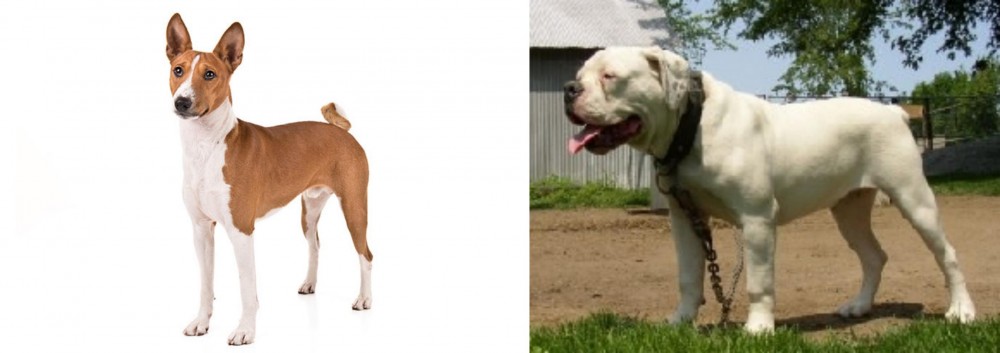 Hermes Bulldogge vs Basenji - Breed Comparison