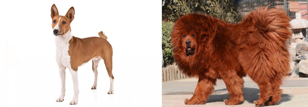 Himalayan Mastiff vs Basenji - Breed Comparison