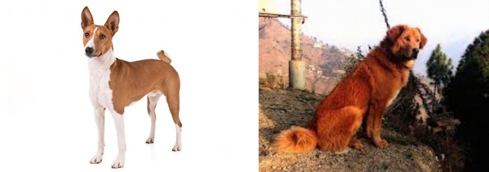 Himalayan Sheepdog vs Basenji - Breed Comparison
