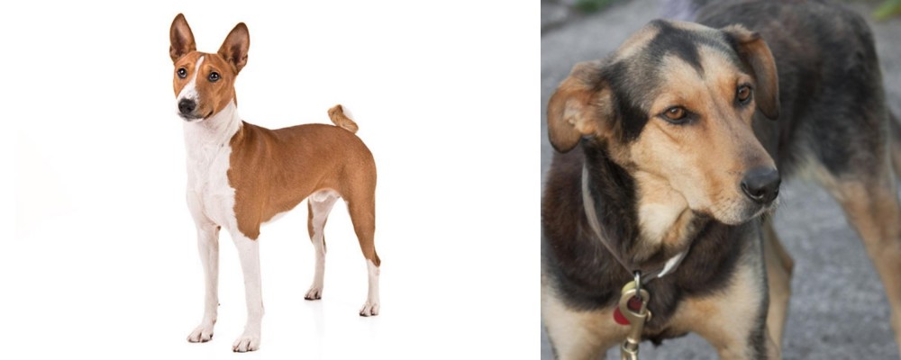 Huntaway vs Basenji - Breed Comparison
