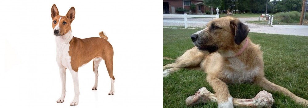 Irish Mastiff Hound vs Basenji - Breed Comparison