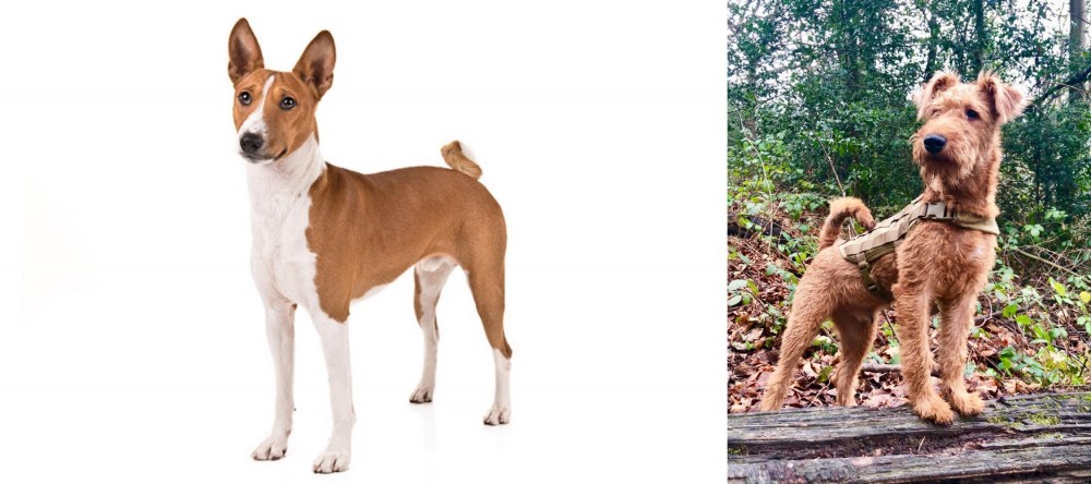 Irish Terrier vs Basenji - Breed Comparison