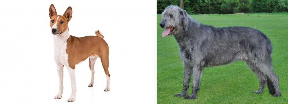 Irish Wolfhound vs Basenji - Breed Comparison