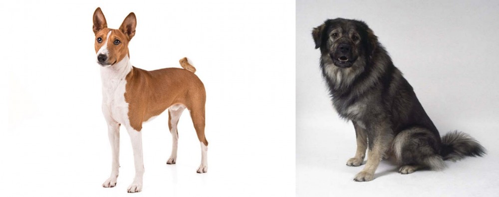 Istrian Sheepdog vs Basenji - Breed Comparison