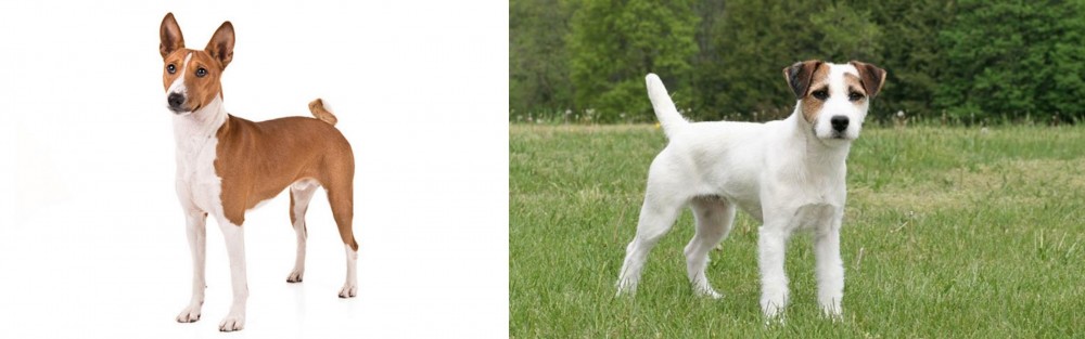 Jack Russell Terrier vs Basenji - Breed Comparison