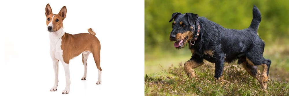 Jagdterrier vs Basenji - Breed Comparison