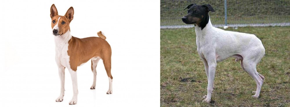 Japanese Terrier vs Basenji - Breed Comparison