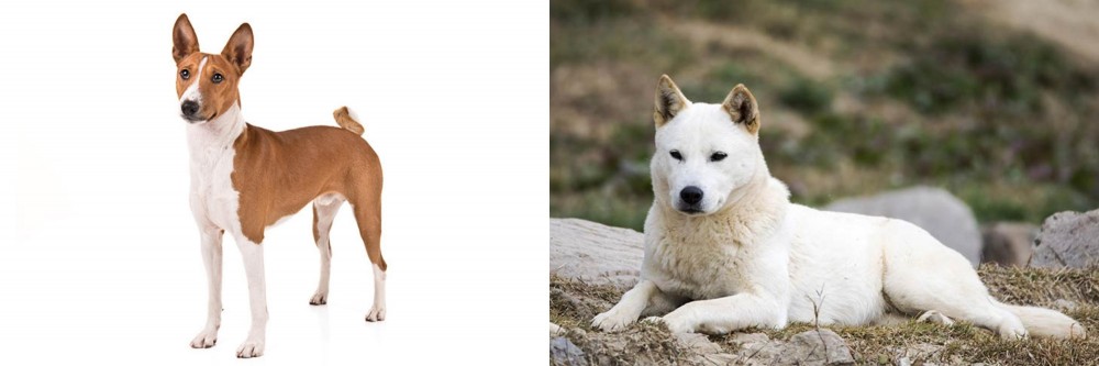 Jindo vs Basenji - Breed Comparison