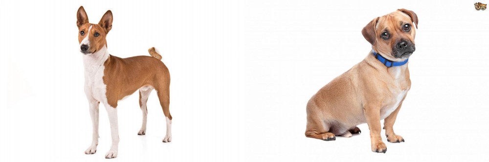 Jug vs Basenji - Breed Comparison