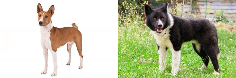 Karelian Bear Dog vs Basenji - Breed Comparison