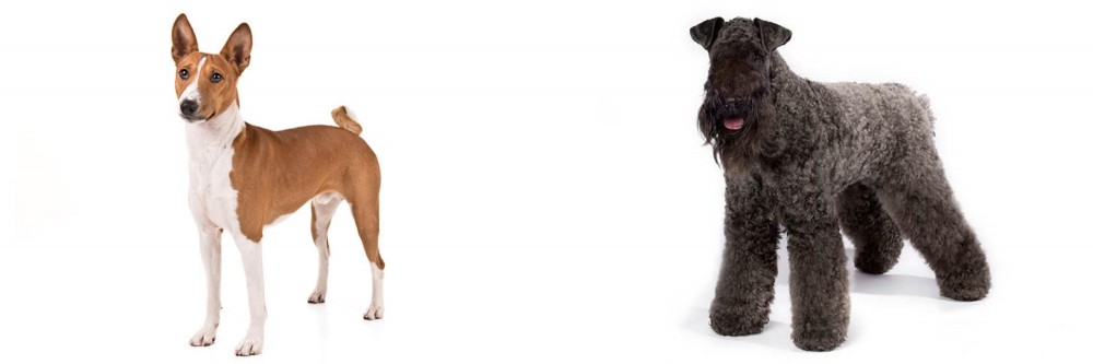 Kerry Blue Terrier vs Basenji - Breed Comparison