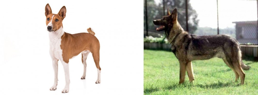Kunming Dog vs Basenji - Breed Comparison