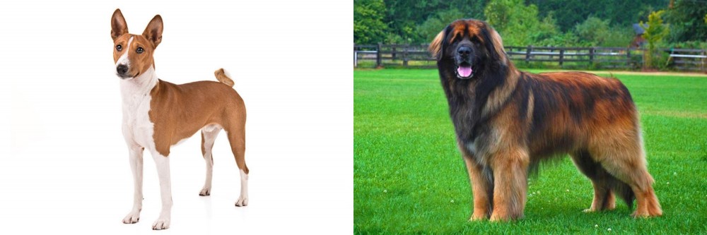 Leonberger vs Basenji - Breed Comparison