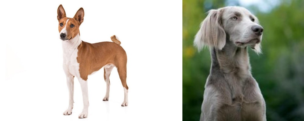 Longhaired Weimaraner vs Basenji - Breed Comparison