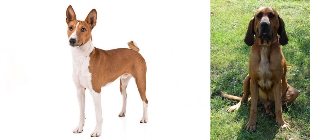 Majestic Tree Hound vs Basenji - Breed Comparison