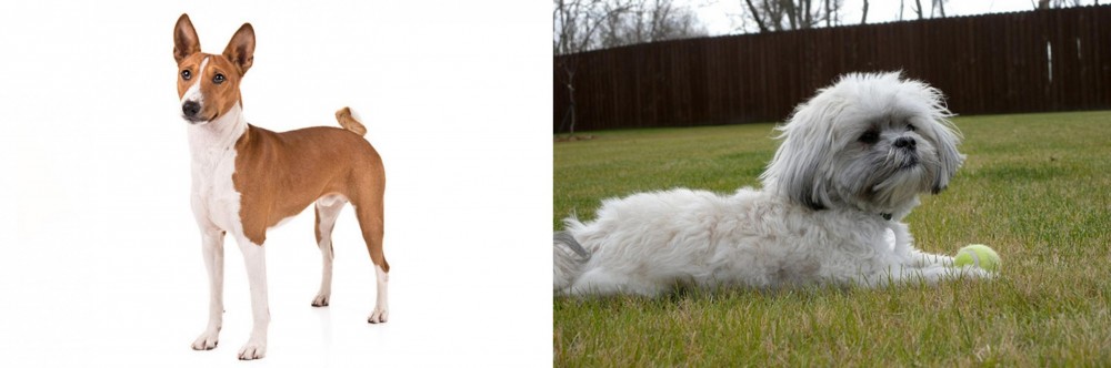 Mal-Shi vs Basenji - Breed Comparison