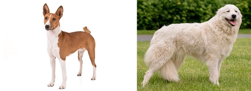 Maremma Sheepdog vs Basenji - Breed Comparison