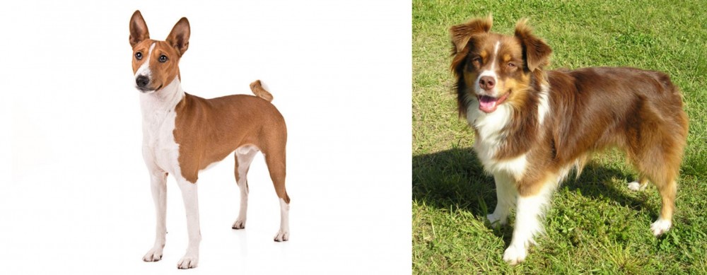 Miniature Australian Shepherd vs Basenji - Breed Comparison