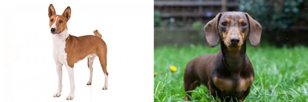 Miniature Dachshund vs Basenji - Breed Comparison
