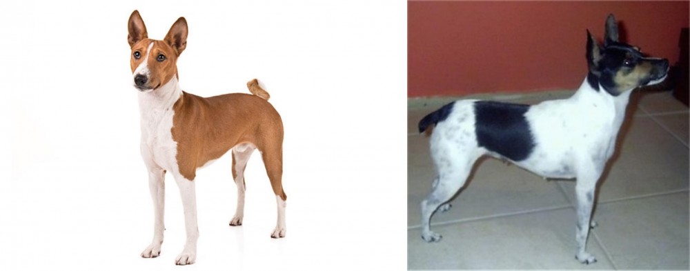 Miniature Fox Terrier vs Basenji - Breed Comparison