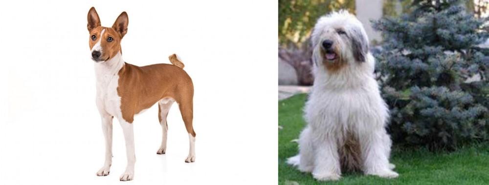 Mioritic Sheepdog vs Basenji - Breed Comparison