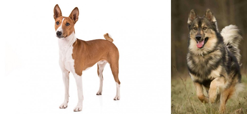 Native American Indian Dog vs Basenji - Breed Comparison