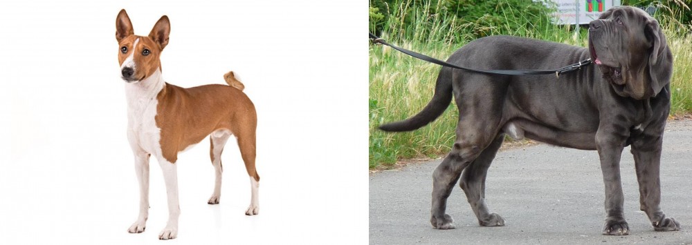Neapolitan Mastiff vs Basenji - Breed Comparison