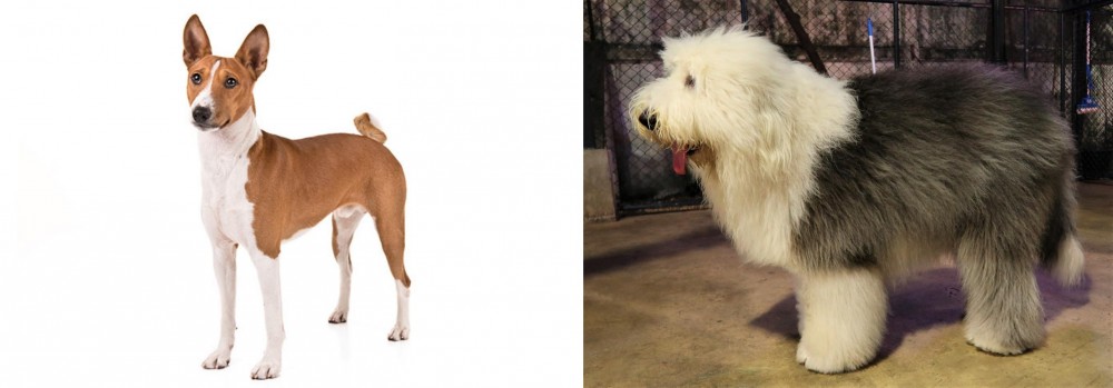 Old English Sheepdog vs Basenji - Breed Comparison