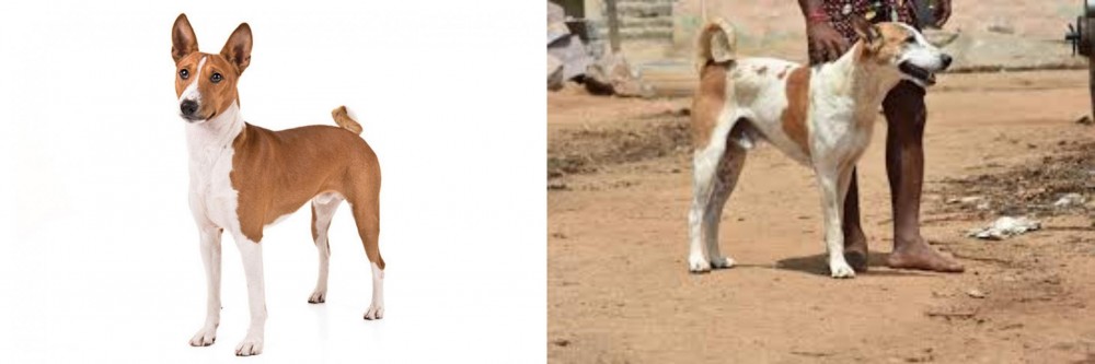 Pandikona vs Basenji - Breed Comparison