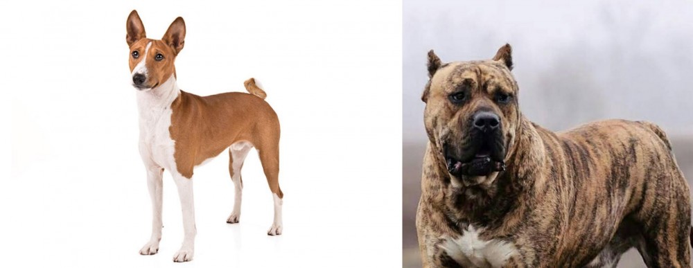 Perro de Presa Canario vs Basenji - Breed Comparison