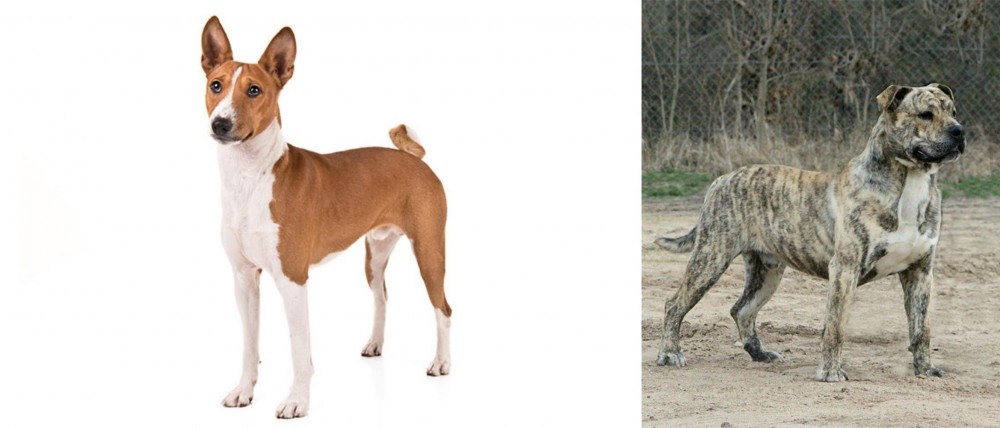 Perro de Presa Mallorquin vs Basenji - Breed Comparison