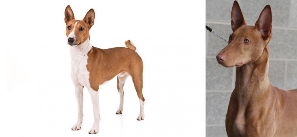 Pharaoh Hound vs Basenji - Breed Comparison