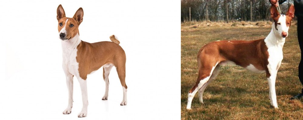 Podenco Canario vs Basenji - Breed Comparison