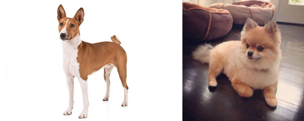 Pomeranian vs Basenji - Breed Comparison