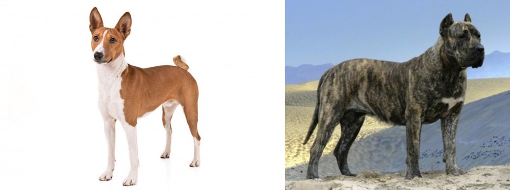 Presa Canario vs Basenji - Breed Comparison
