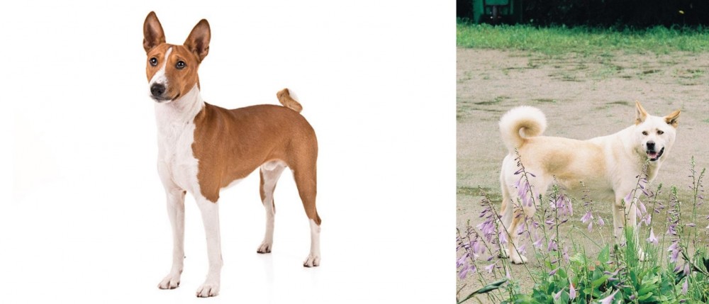 Pungsan Dog vs Basenji - Breed Comparison