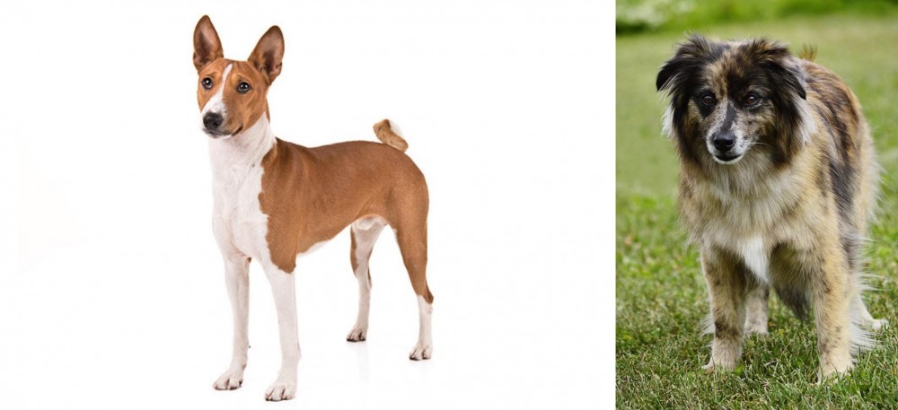 Pyrenean Shepherd vs Basenji - Breed Comparison
