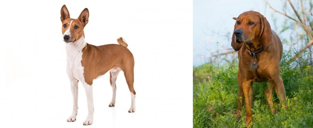 Redbone Coonhound vs Basenji - Breed Comparison