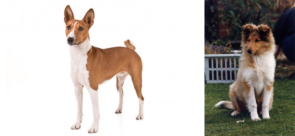 Rough Collie vs Basenji - Breed Comparison