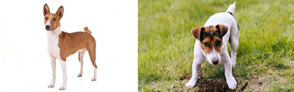Russell Terrier vs Basenji - Breed Comparison
