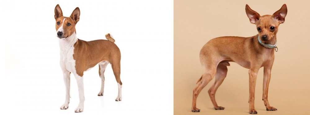 Russian Toy Terrier vs Basenji - Breed Comparison