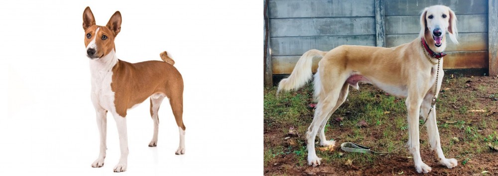 Saluki vs Basenji - Breed Comparison
