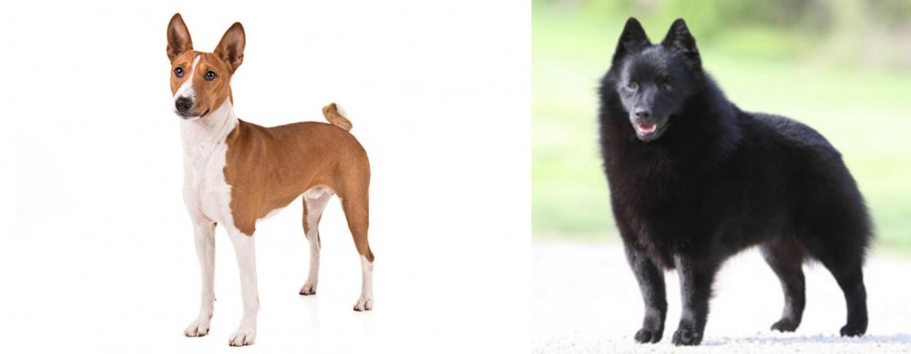 Schipperke vs Basenji - Breed Comparison