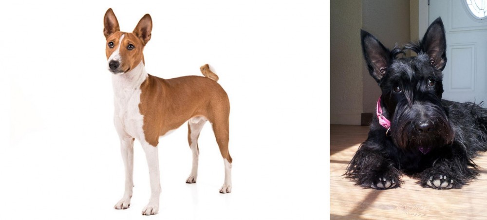 Scottish Terrier vs Basenji - Breed Comparison